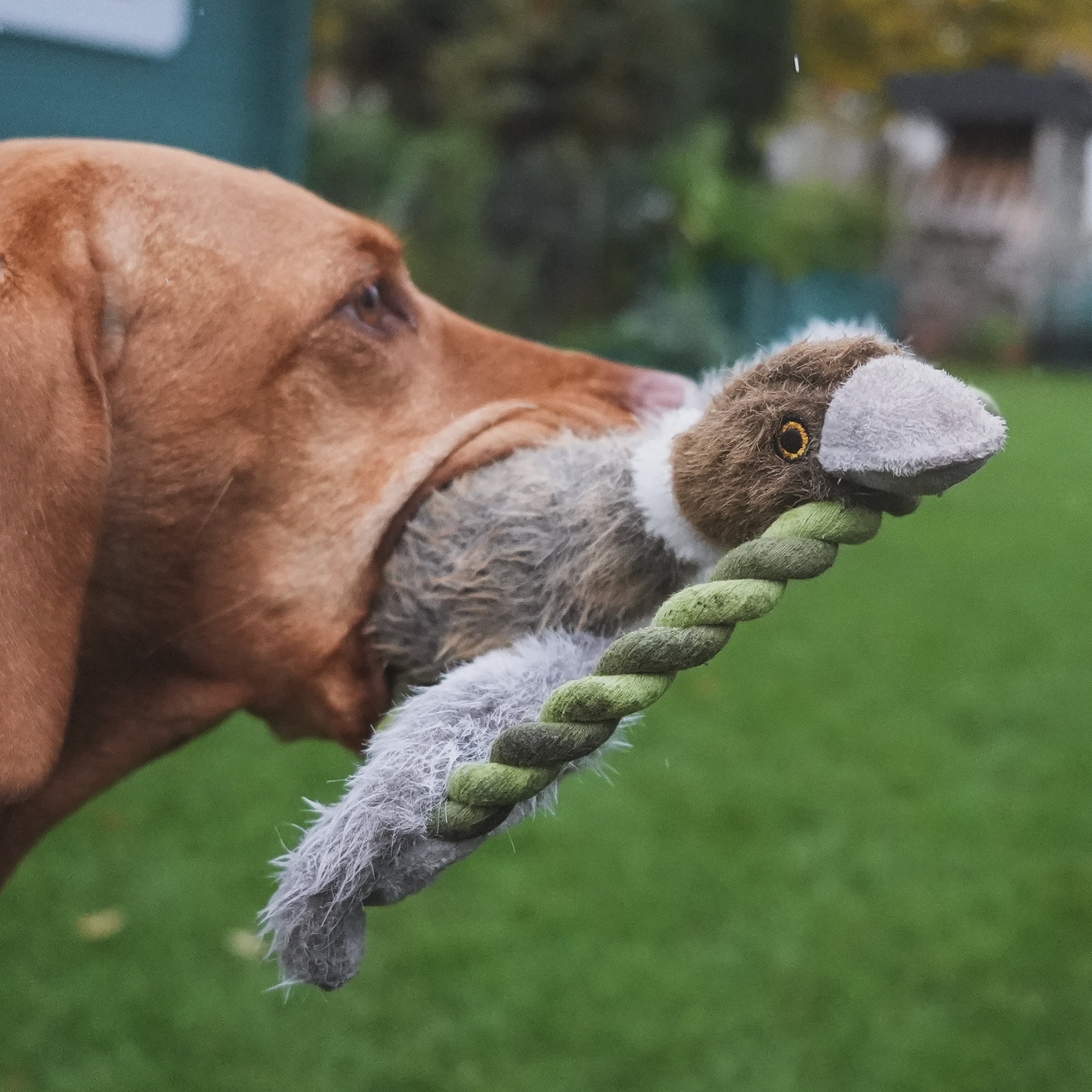 Jagdverhalten beim Hund: Ursachen und Anti-Jagd-Training