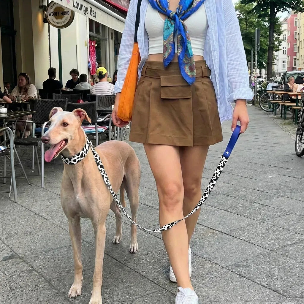 Hund läuft entspannt an lockerer Leine neben seiner Halterin