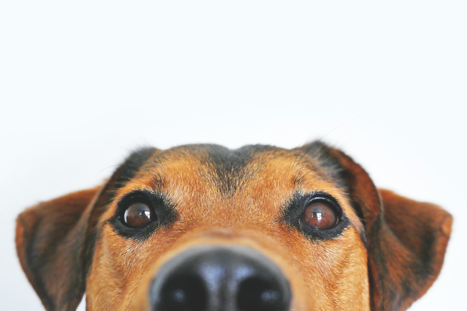 Nahaufnahme eines Hundegesichts, das aufmerksam schaut