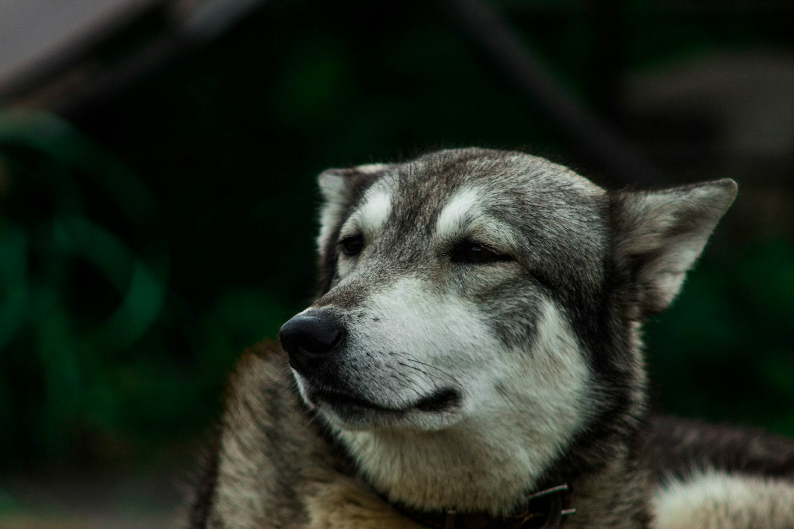 Älterer Hund mit grauer Schnauze