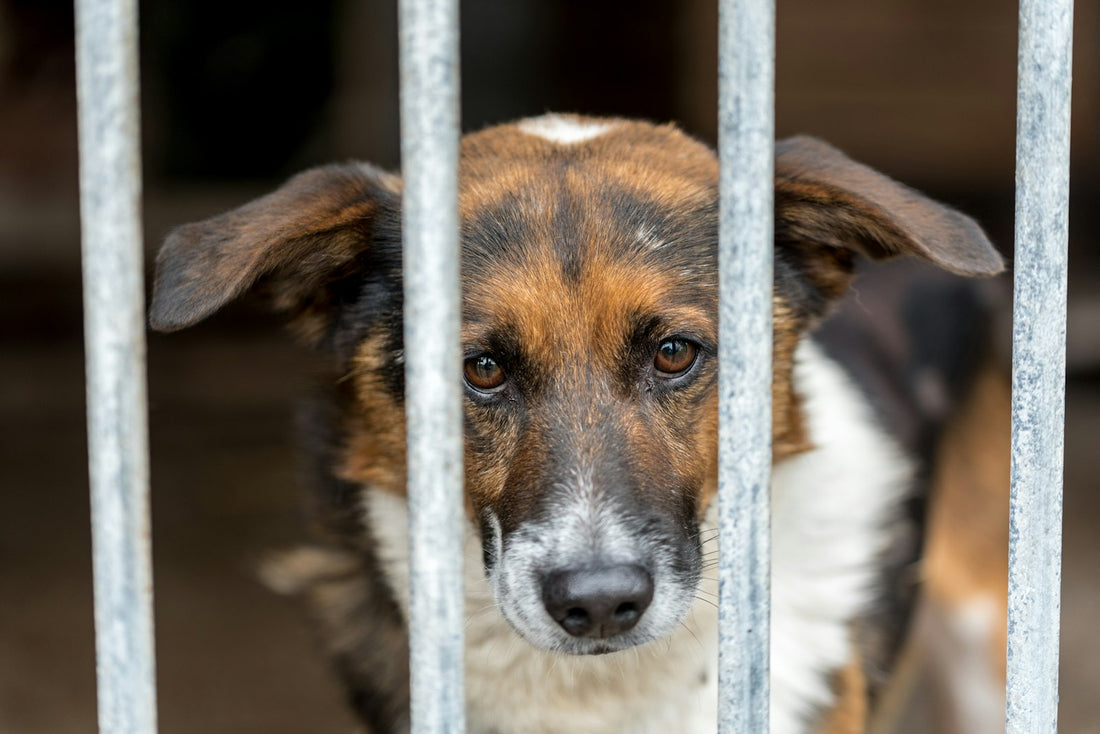 Hund im Tierheim schaut durch ein Gitter