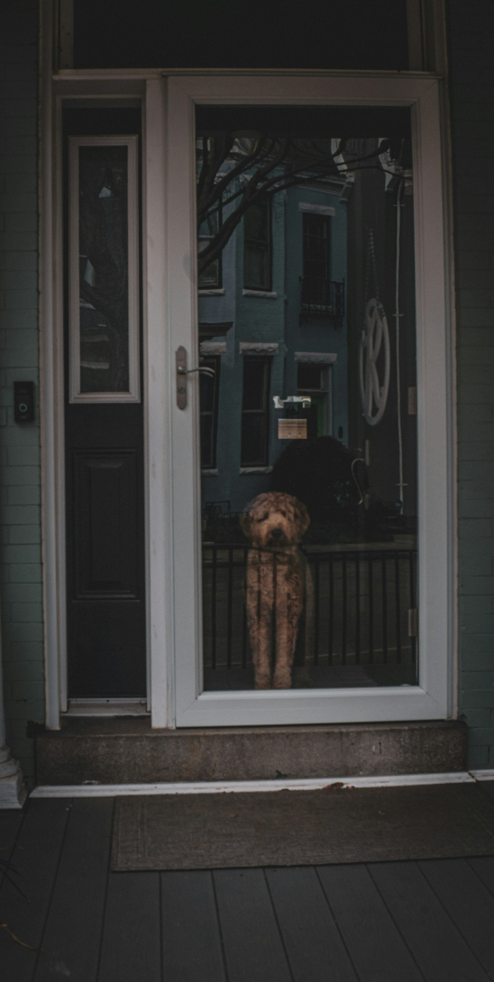 Hund sitzt wartend an der Haustür