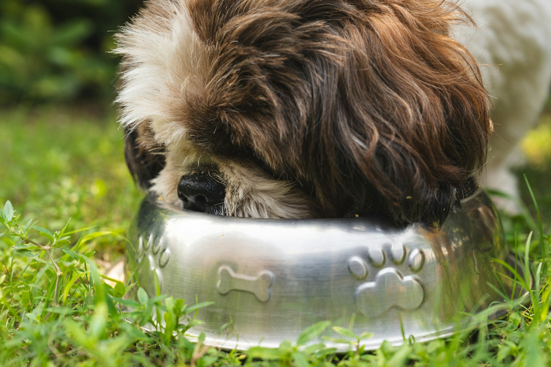 Hund frisst Futter aus einem Napf