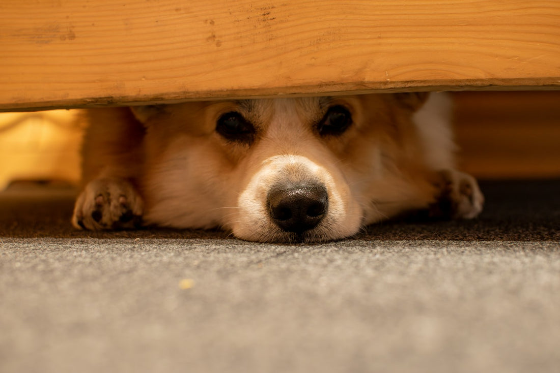 Ängstlicher Hund zieht sich unter einen Tisch zurück