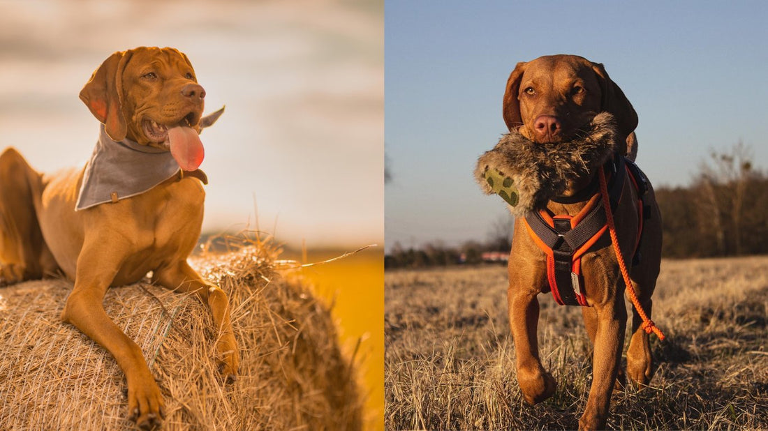 Vizsla beim Dummytraining im Feld