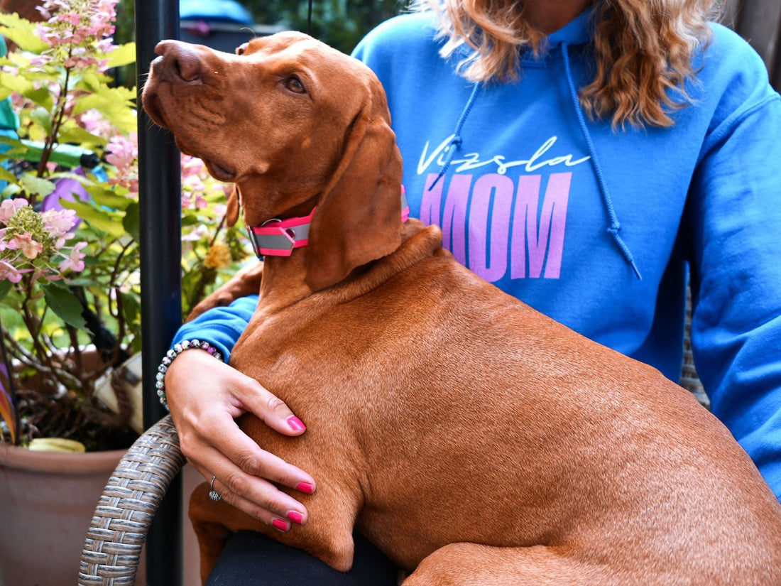 Vizsla eng bei seiner Halterin – die Rasse gilt als anhänglicher Klettenhund