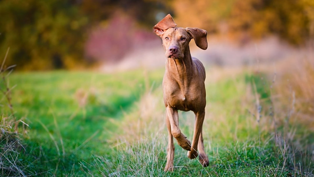 Hund läuft an einem sonnigen Tag über eine Wiese