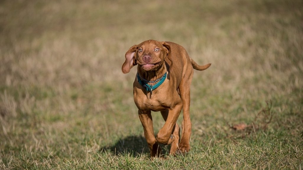 Vizsla-Welpe läuft fröhlich über eine Wiese
