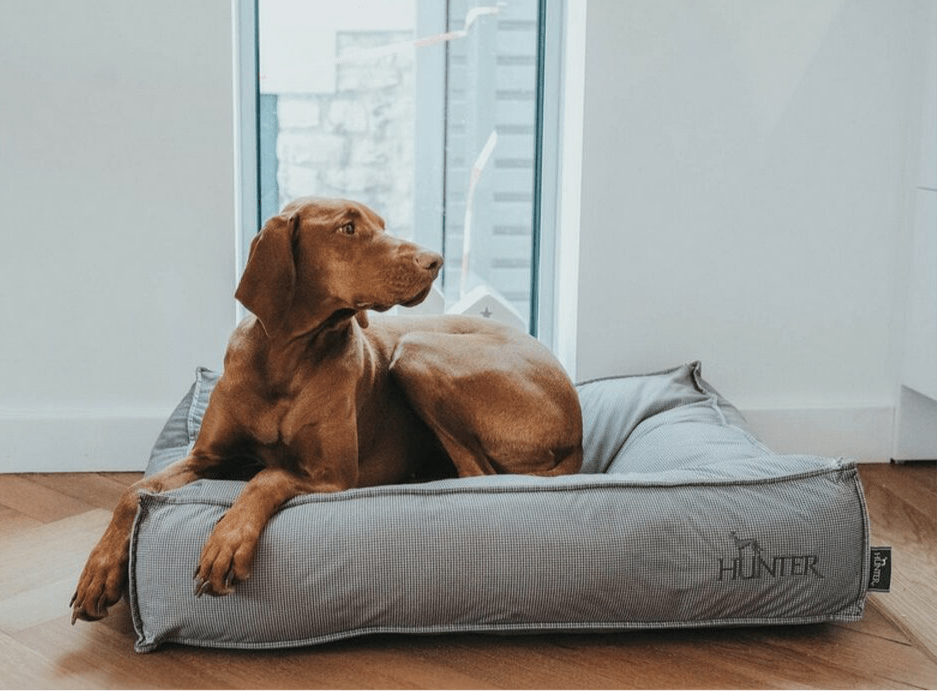 Vizsla-Kollektion - Alanis Welt