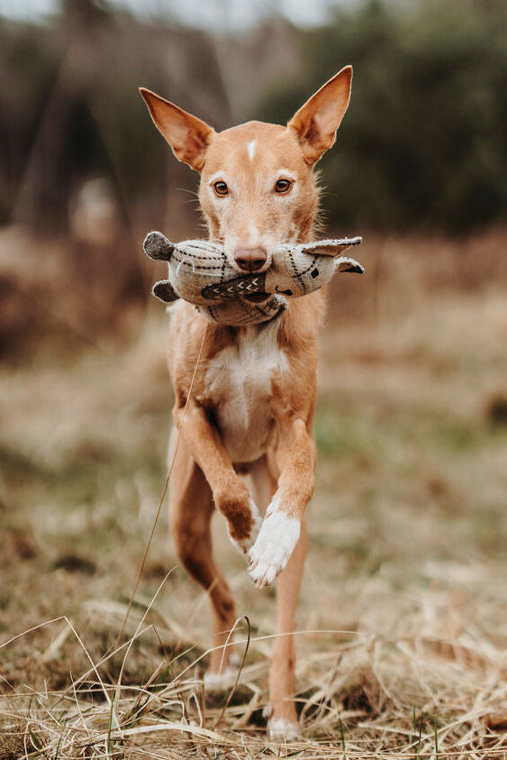 Hunter Kuscheltier Für Hunde Hunter Beige 100 % Recycelter Fuchs