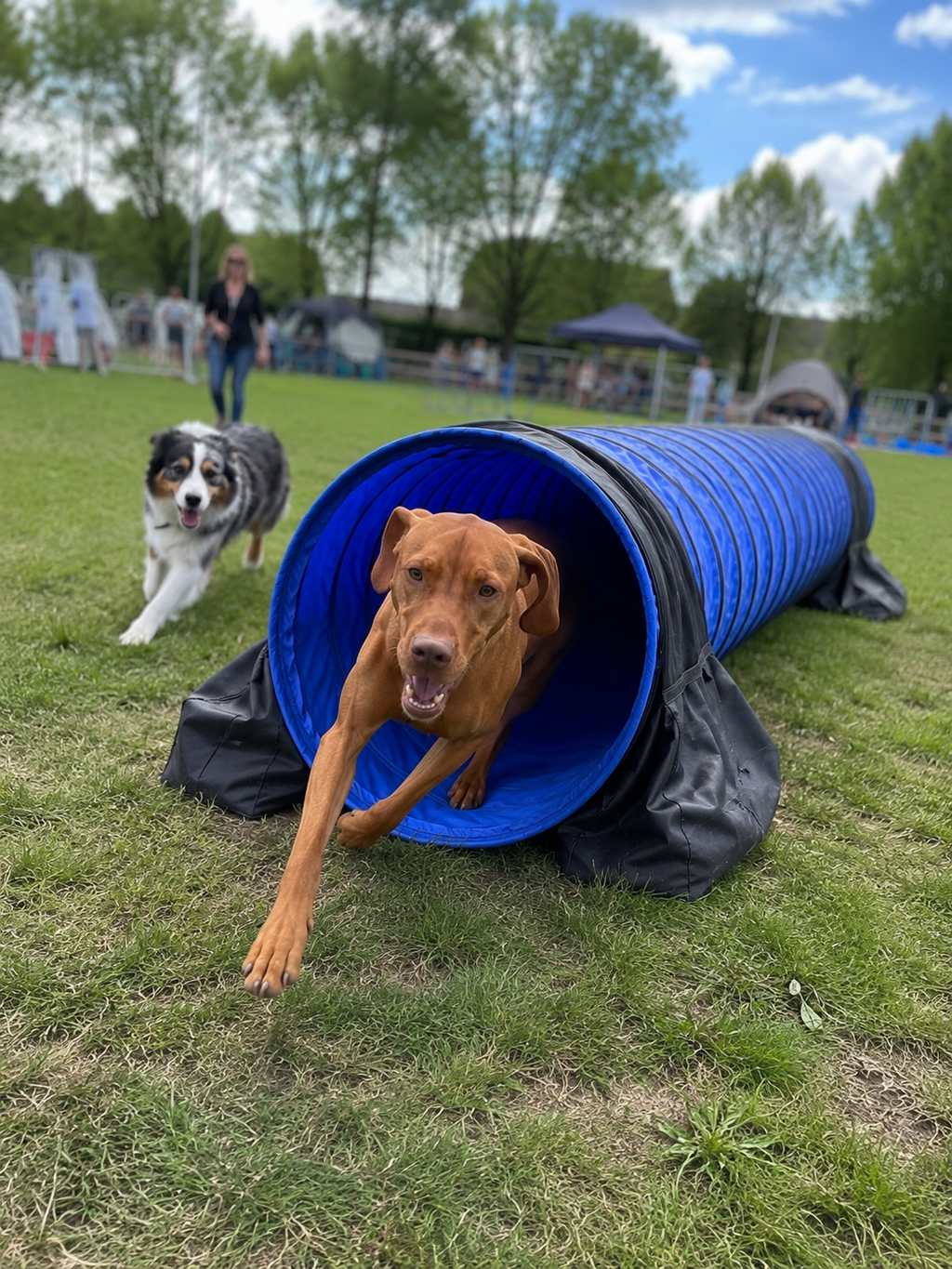 Faltbarer Agility-Tunnel für Hunde, 300 cm lang, aus Polyester