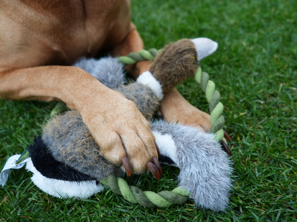 Gassi & Spiel Bundle! Für aktive Abenteuer mit deinem Hund. - Alanis Welt