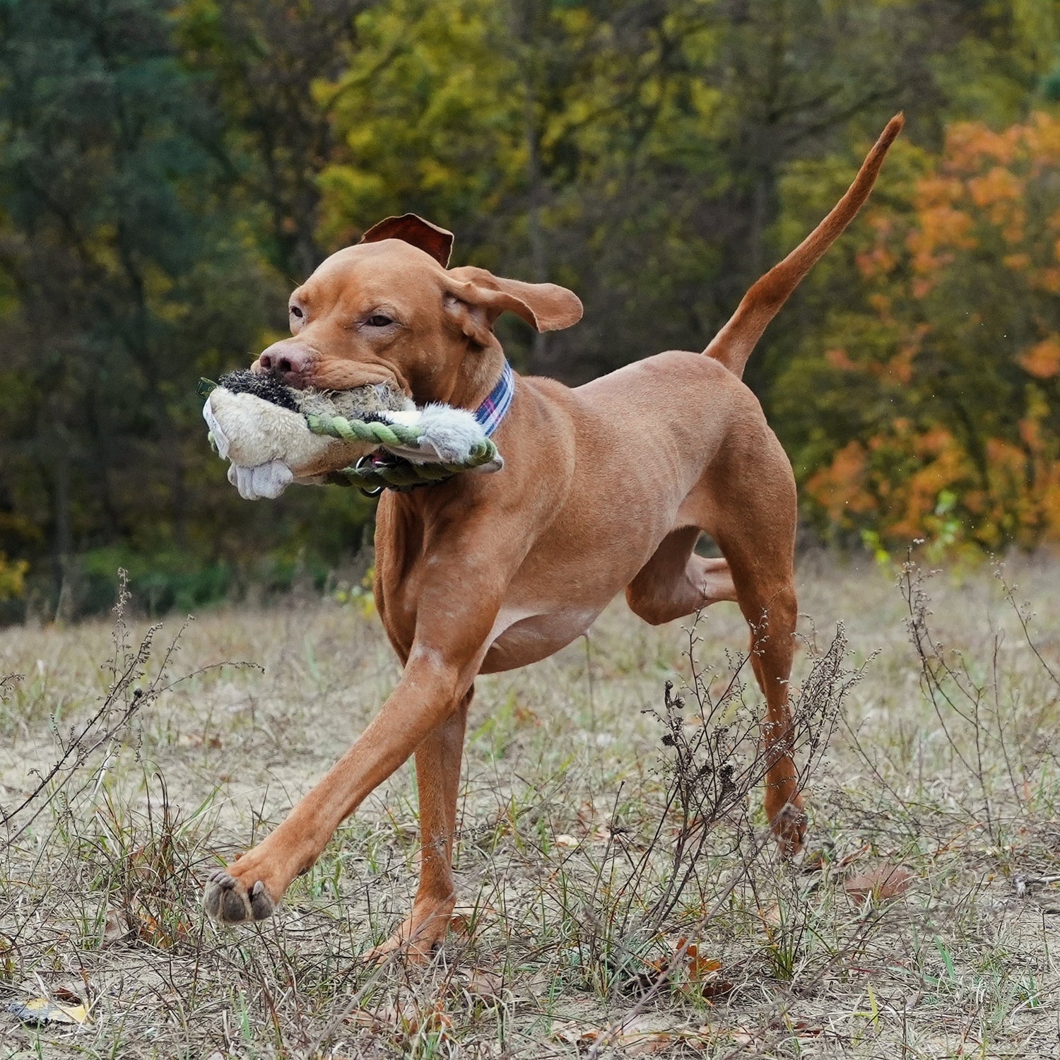 HUNTER WILDLIFE TRAINING ENTE (26 cm) - Alanis Welt