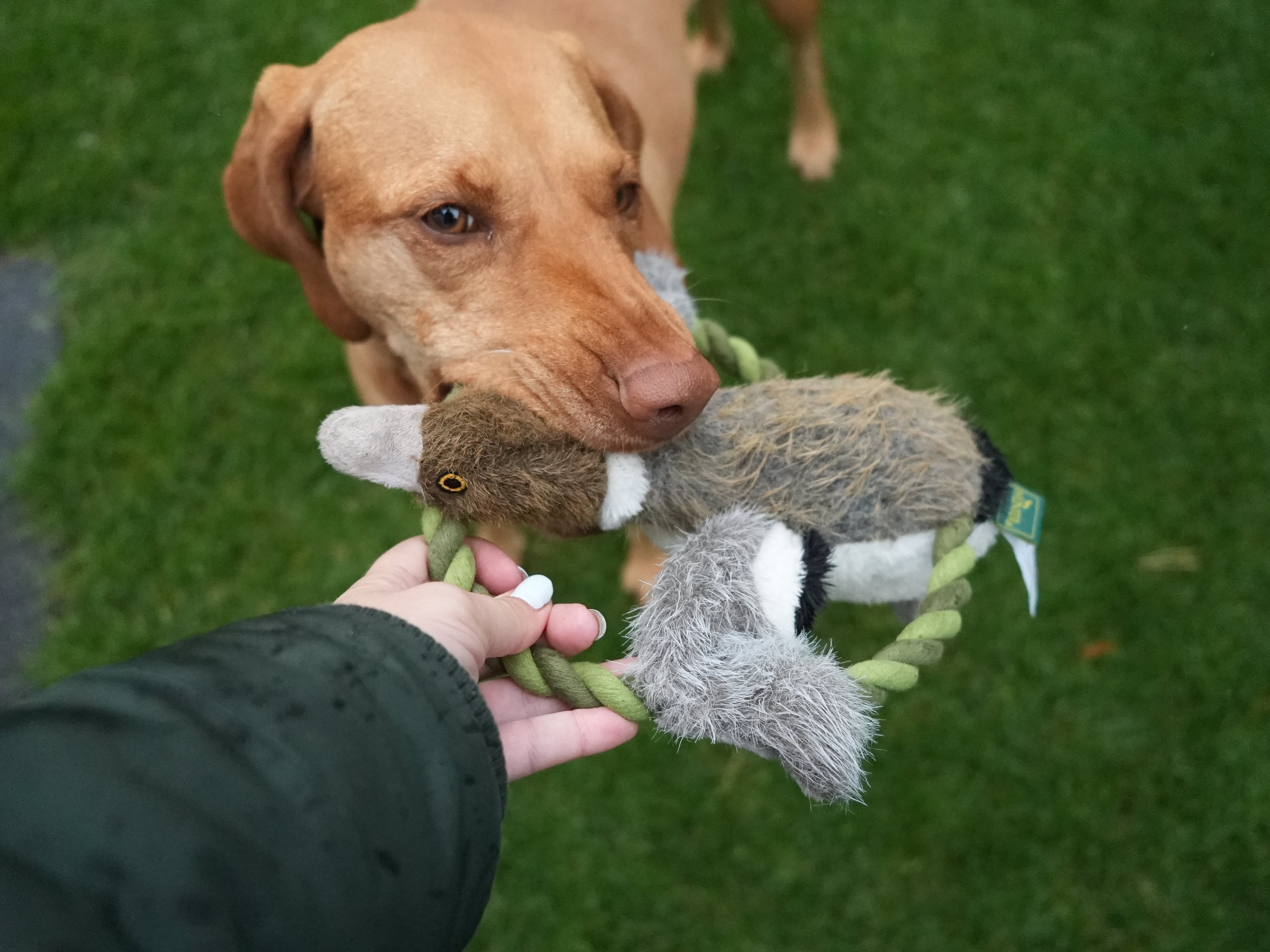 HUNTER WILDLIFE TRAINING ENTE (26 cm) - Alanis Welt