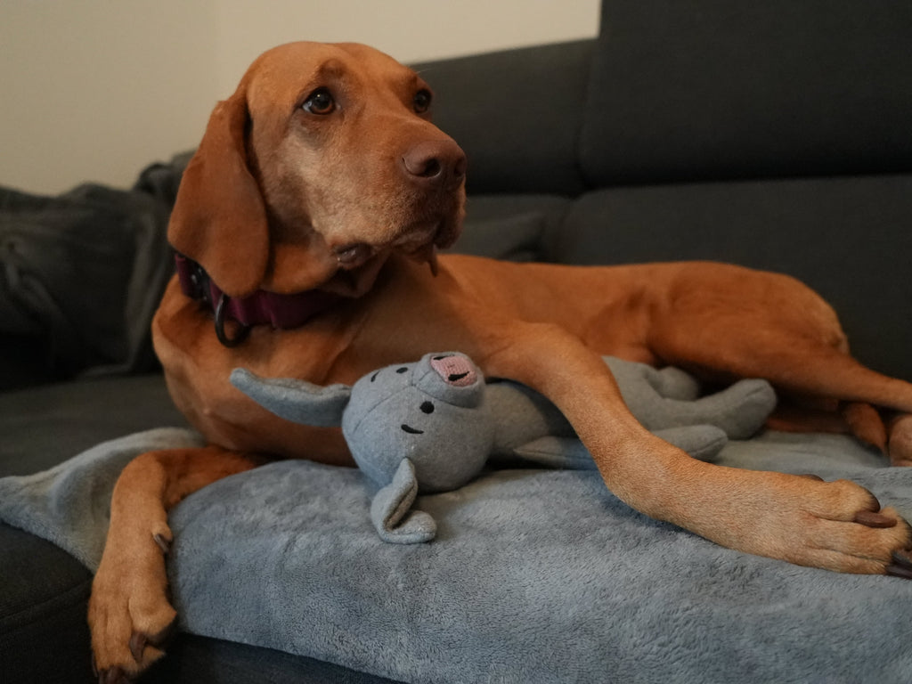 Nachhaltiges Hundespielzeug Filzschwein – weich & leise 35 cm - Alanis Welt