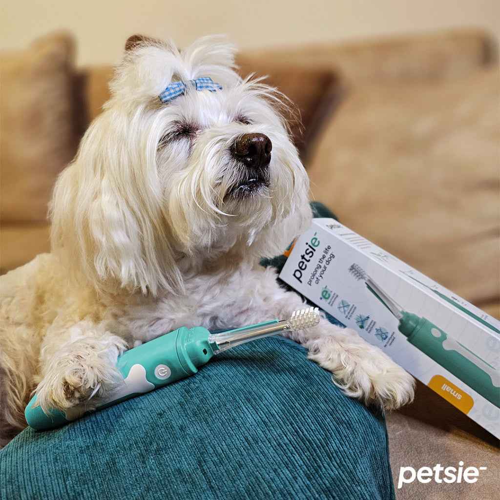 Petsie Elektrische Hundezahnbürste – Größe L (ab 20 kg)